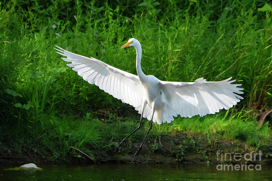 Great Egret In Air Photograph by Charline Xia