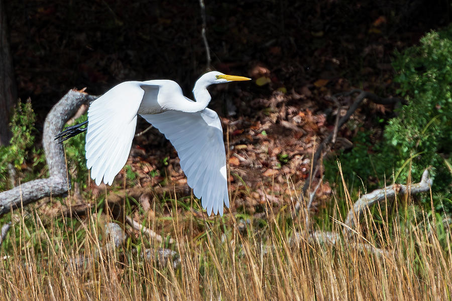 Great Egret in Autumn 1 Photograph by Kevin Suttlehan
