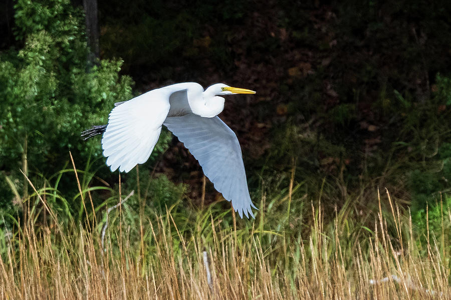 Great Egret in Autumn 3 Photograph by Kevin Suttlehan