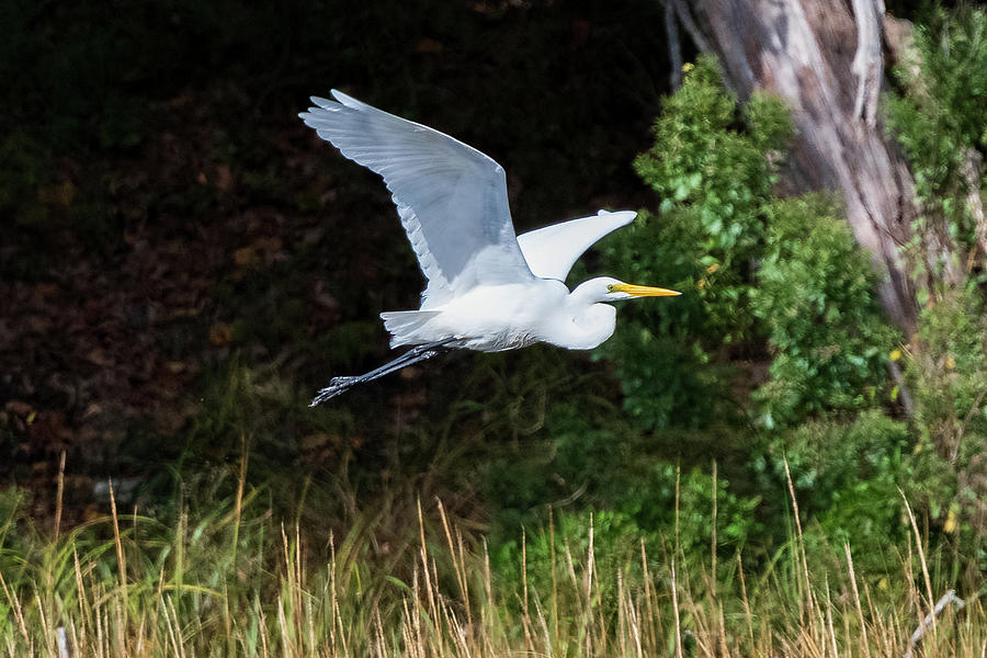 Great Egret in Autumn 4 Photograph by Kevin Suttlehan