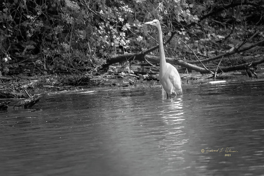 Great Egret in Black and White Photograph by Ed Peterson