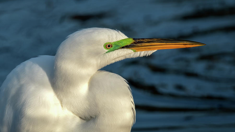 Great Egret in Breeding Plumage Photograph by James Barber