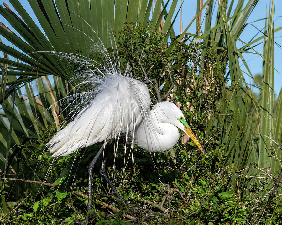 Great Egret in Display Photograph by Bradford Martin
