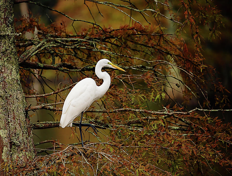 Great Egret In Fall Colors Photograph