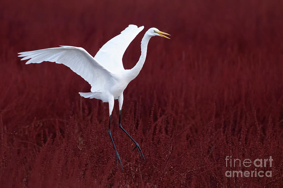 Great Egret in field of red Pyrography by Bryan Keil