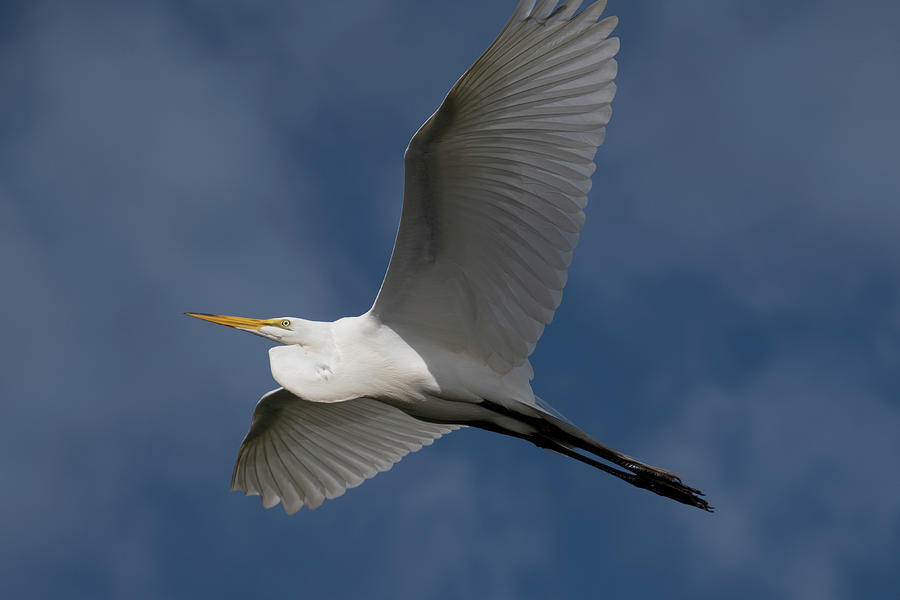 Great Egret in Flight Photograph by Carolyn Hutchins