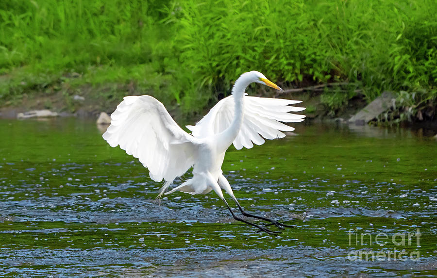 Great Egret in Flight Photograph by Charline Xia