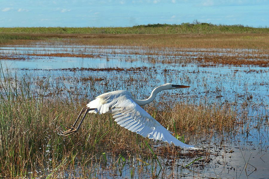 Great Egret in Flight, Everglades NP, Florida Photograph by Lyuba Filatova