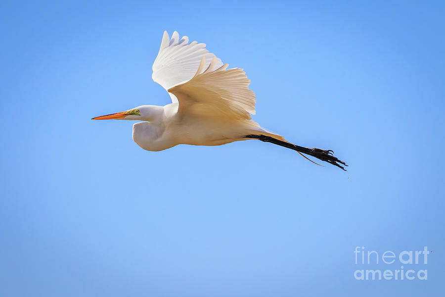 Great Egret  In Flight In Oklahoma City Photograph