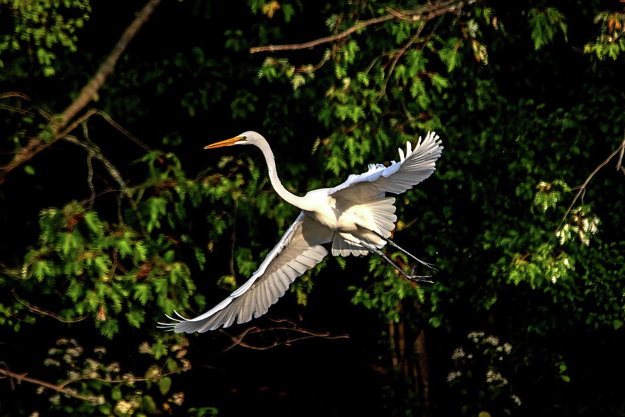Great Egret in Flight Photograph by Ira Marcus