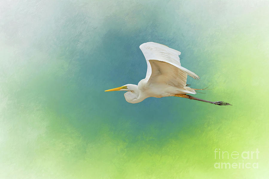 Great Egret in Flight Digital Art by Judi Bagwell