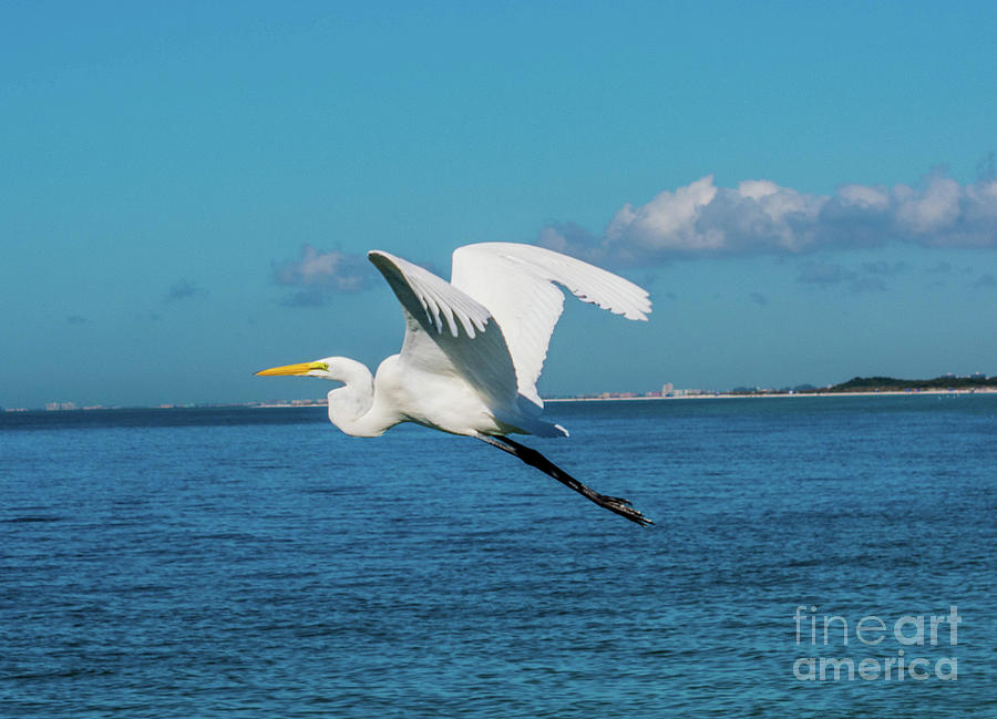 Great Egret in Flight Photograph by Kevin Fortier