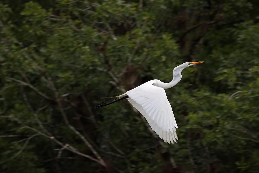 Great Egret in Flight Photograph by Mingming Jiang