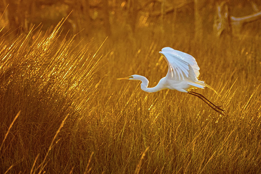 Great Egret in Flight Over the Marsh at Sunset - Croatan Nationa Photograph by Bob Decker