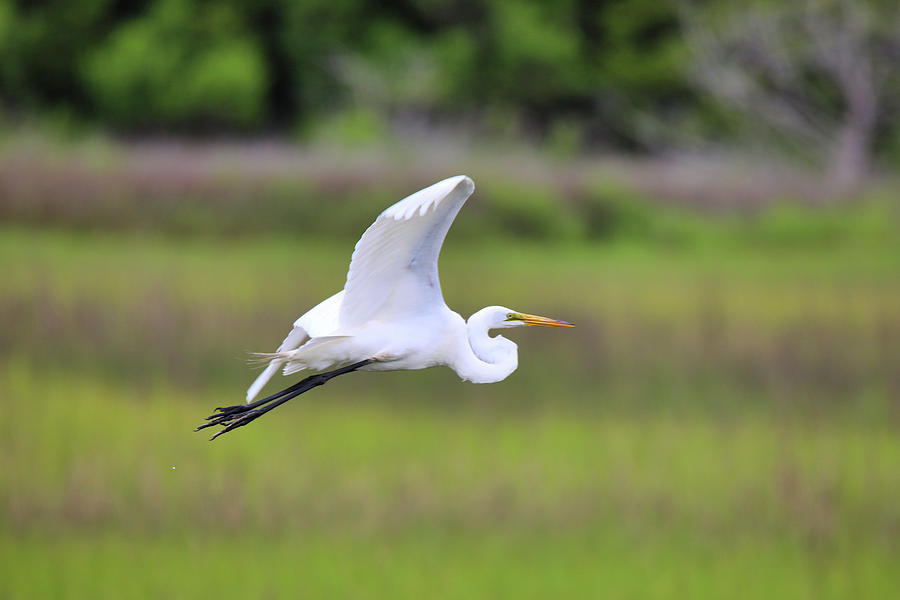 Great-Egret-In-Flight-Photograph-by-Scott-Burd