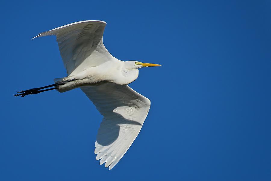 Great Egret In Flight Photograph by Steve DaPonte