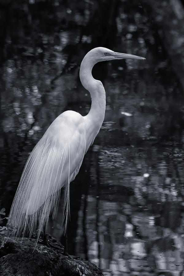 Great Egret - In Grayscale Photograph