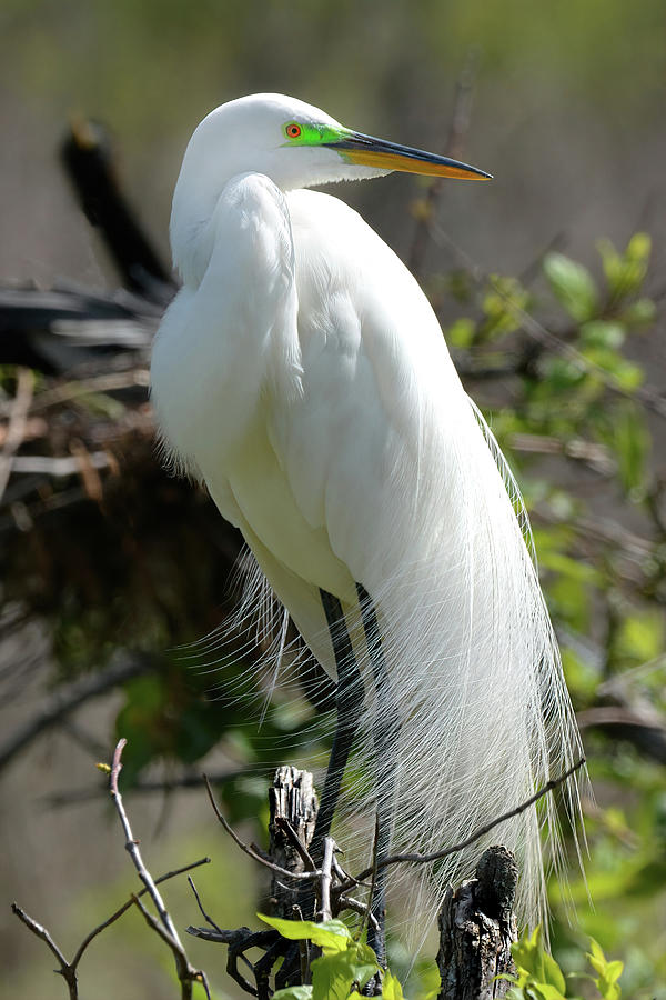 Great Egret in Mating Plumage 0417 Photograph by Jerry Griffin