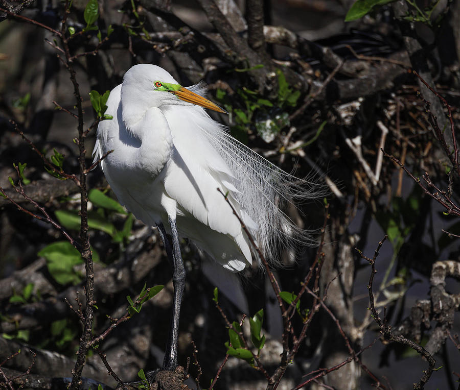 Great Egret in mating plumage Photograph by Fran Gallogly - Fine Art ...