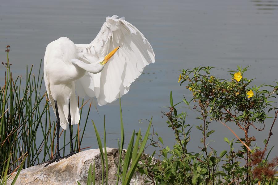 Great Egret in Photo Session 2 Photograph by Mingming Jiang