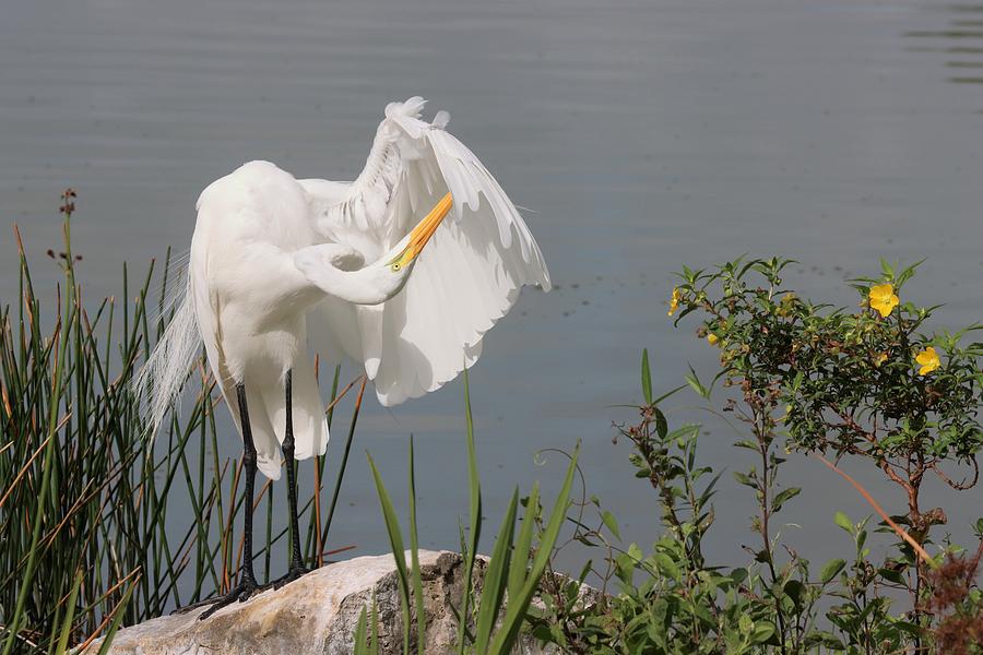 Great Egret in Photo Session 3 Photograph by Mingming Jiang