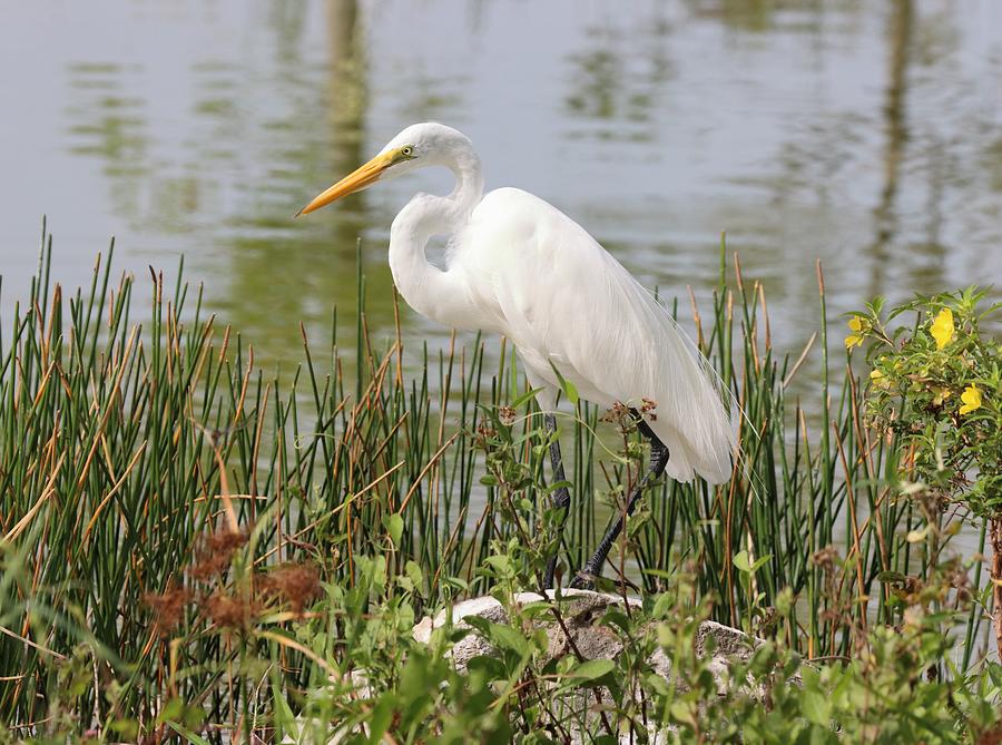 Great Egret in Photo Session Photograph by Mingming Jiang