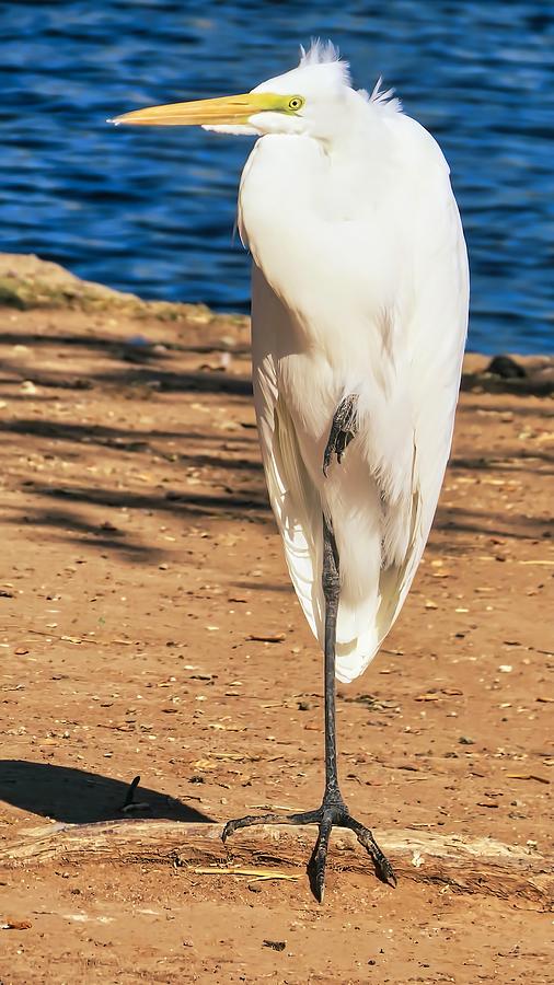 Great Egret in the Desert Photograph by Judy Kennedy