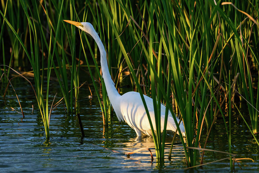 Great Egret In The Evening Light Photograph