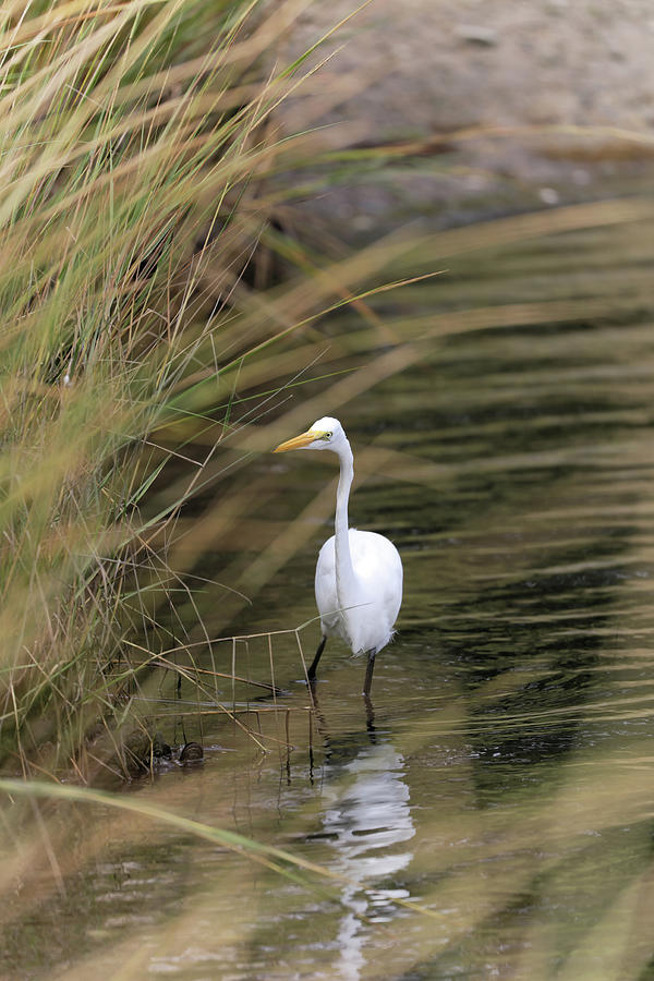 Egret in the Grass, Mystic, CT Photograph by Doolittle Photography and Art