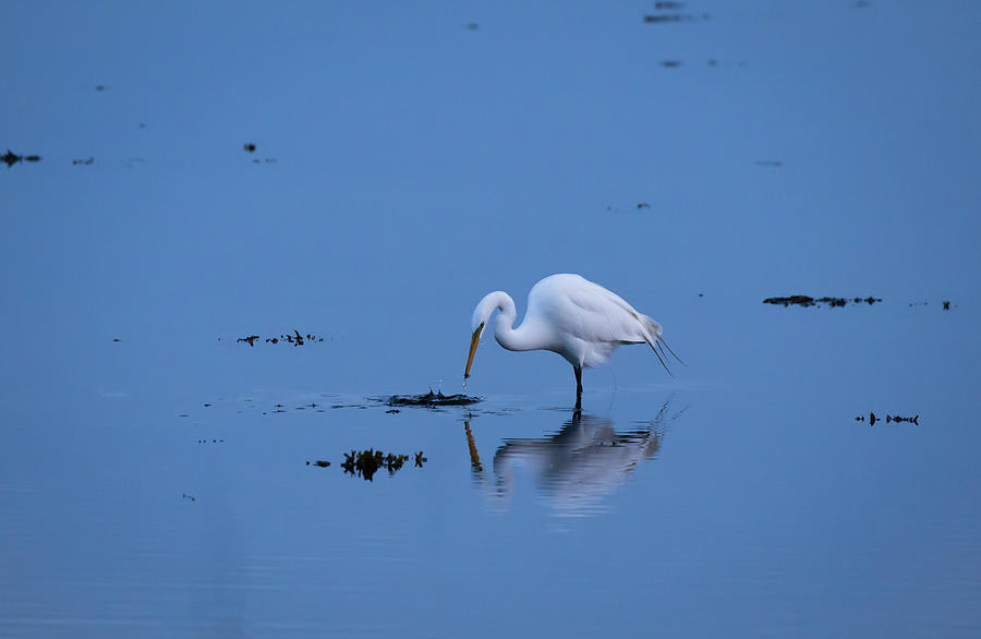 Great Egret in The Marsh Photograph by Andrew Pacheco