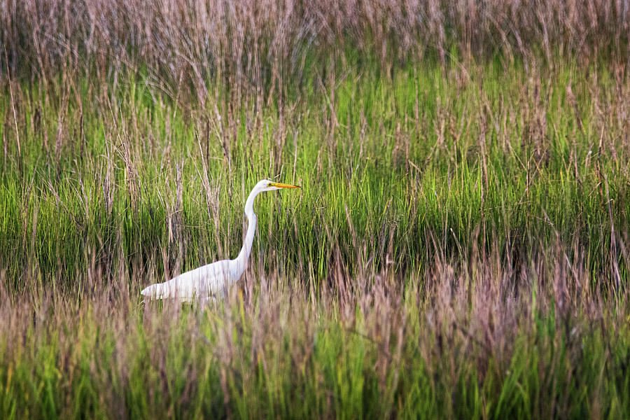 Egret Photograph - Great Egret in the Marsh at Cedar Point Recreation Area by Bob Decker