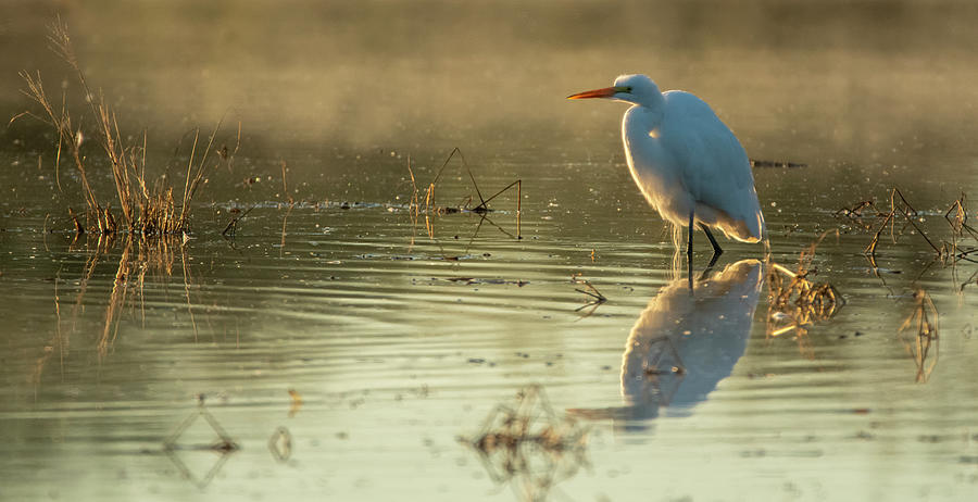 Great Egret in the Mist 0865-122919-2 Photograph by Tam Ryan