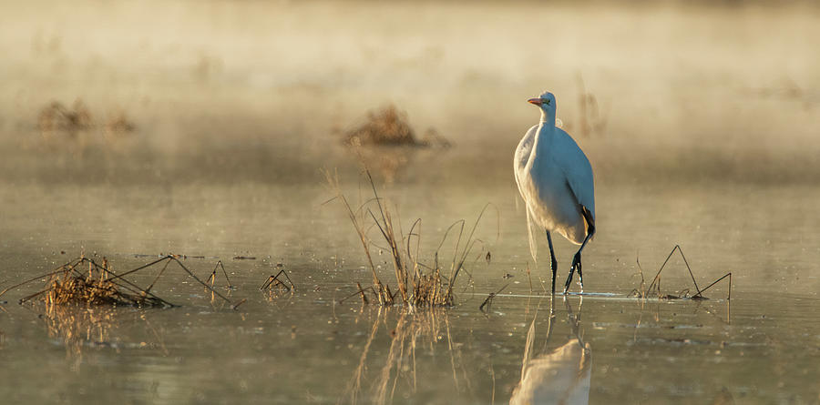 Great Egret in the Mist 0887-122919-2 Photograph by Tam Ryan