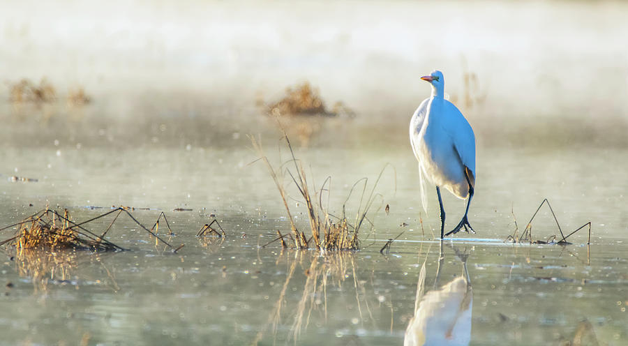 Great Egret in the Mist 0888-122919-2 Photograph by Tam Ryan