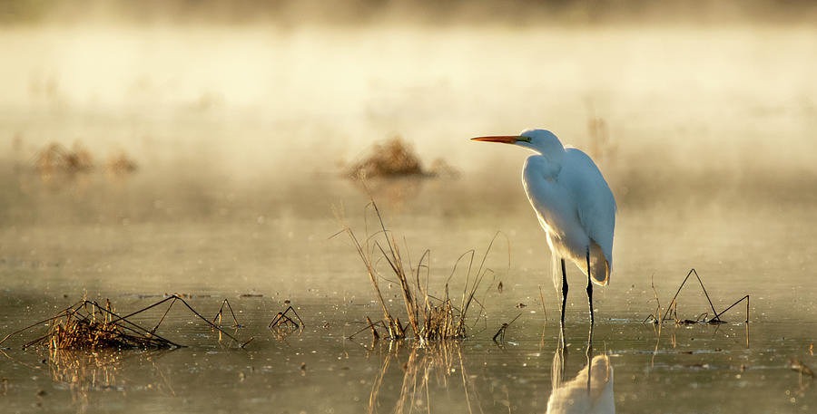  Great Egret in the Mist 0889-122919-2 Photograph by Tam Ryan