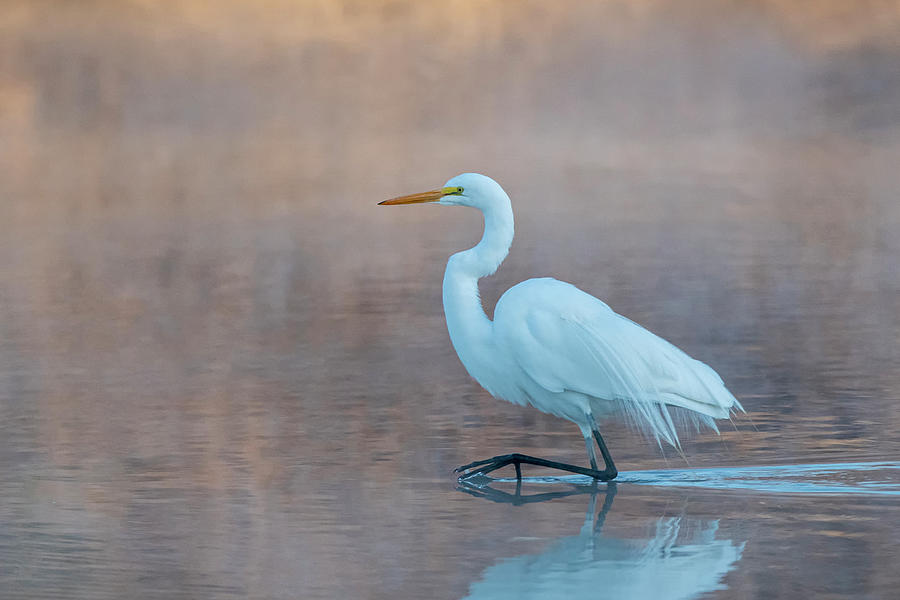 Great Egret in the Mist 1294-021520-2 Photograph by Tam Ryan