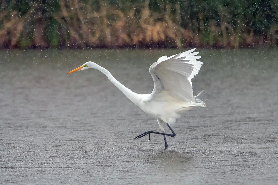 Great Egret in the Rain 7677-012421-2 Photograph by Tam Ryan