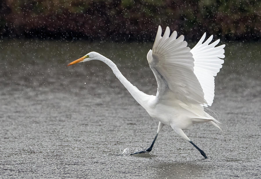 Great Egret in the Rain 7683-012421-2 Photograph by Tam Ryan