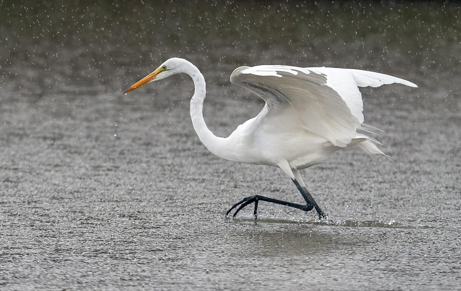Great Egret in the Rain 7685-012421-2 Photograph by Tam Ryan