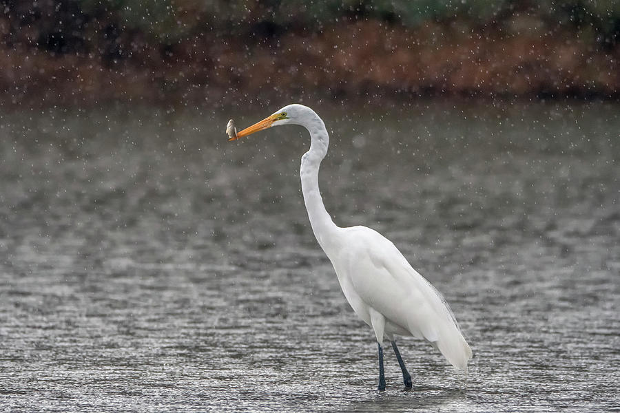 Great Egret in the Rain 7698-012421-2 Photograph by Tam Ryan