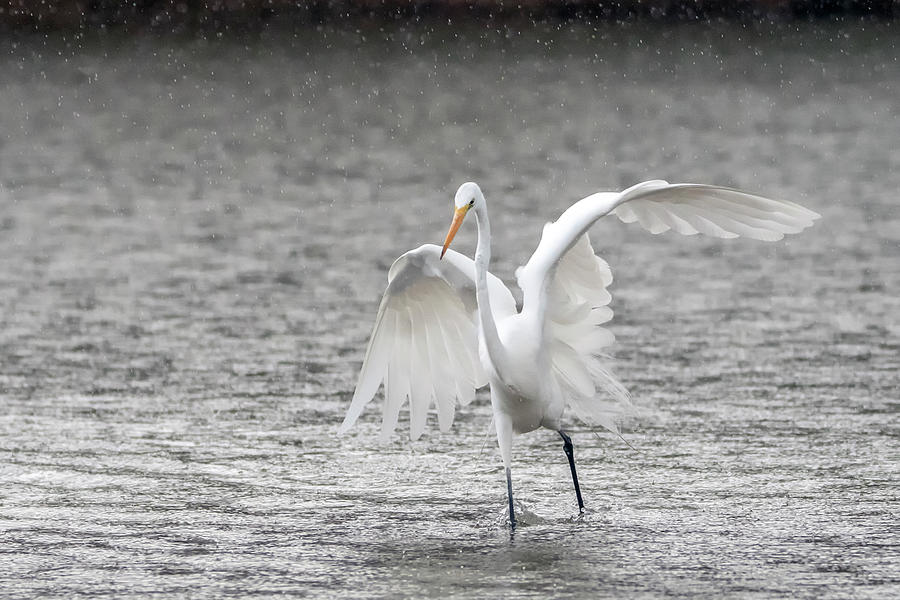 Great Egret in the Rain 7730-012421-2 Photograph by Tam Ryan