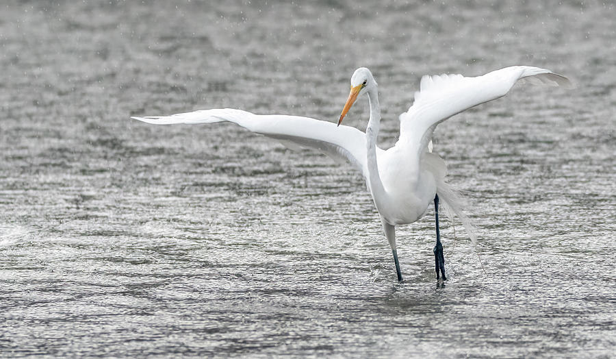 Great Egret in the Rain 7731-012421-2 Photograph by Tam Ryan