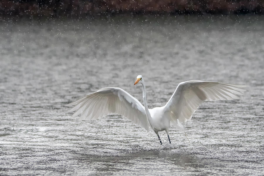 Great Egret in the Rain 7732-012421-2 Photograph by Tam Ryan