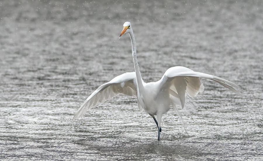 Great Egret in the Rain 7733-012421-2 Photograph by Tam Ryan
