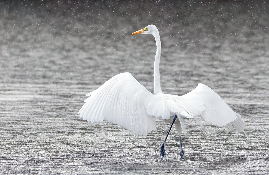 Great Egret in the Rain 7738-012421-2 Photograph by Tam Ryan