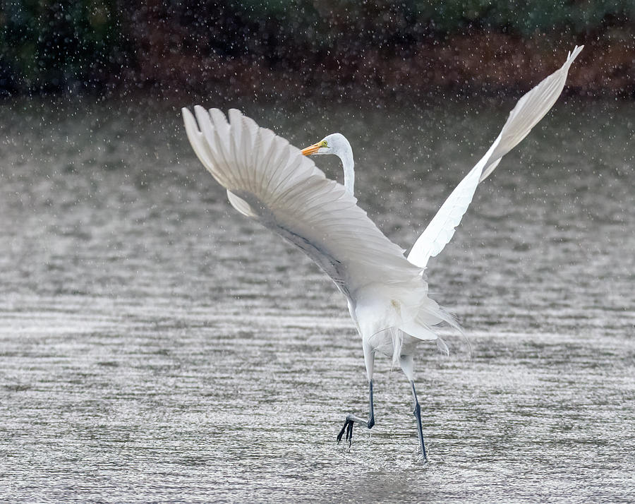 Great Egret in the Rain 7739-012421-2 Photograph by Tam Ryan