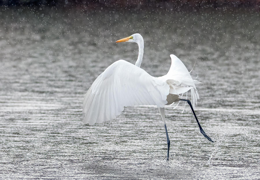 Great Egret in the Rain 7740-012421-2 Photograph by Tam Ryan