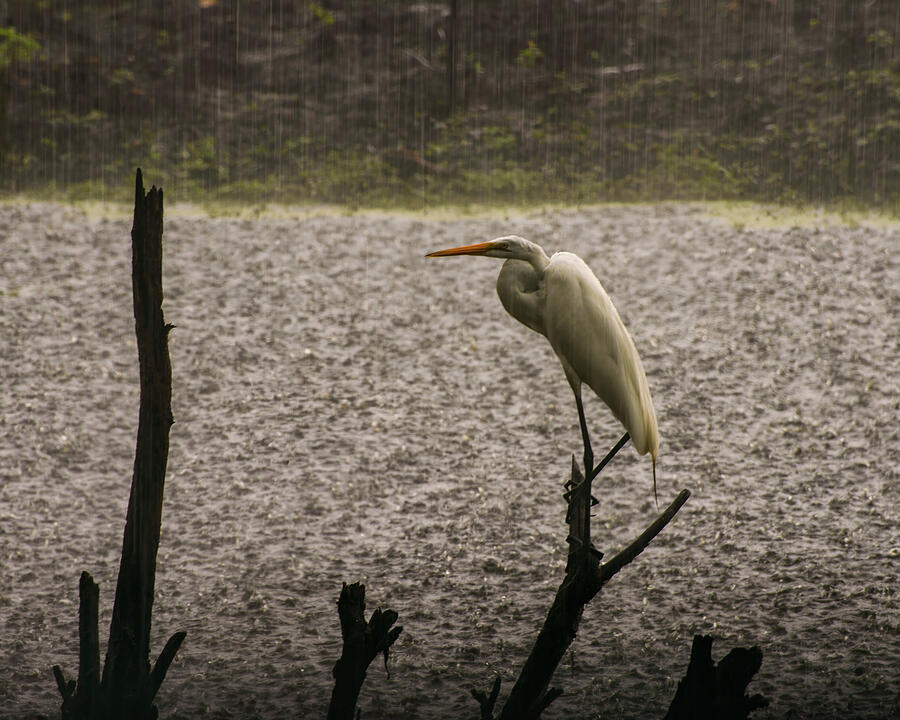 Great Egret in the rain Photograph by Flees Photos Great Egret in the rain Photograph by Flees Photos