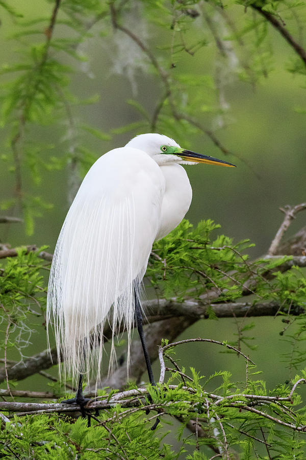 Great Egret in Waiting Photograph by Jim Miller