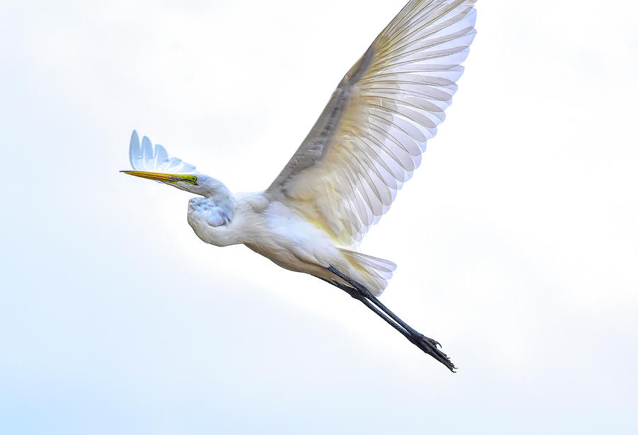 Egret Photograph - Great Egret InFlight 2 by Linda Brody